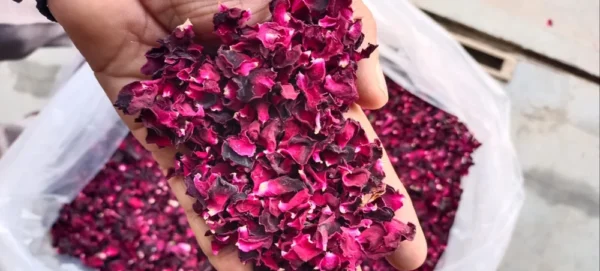 Sun-Dried Rose Petals - Image 2