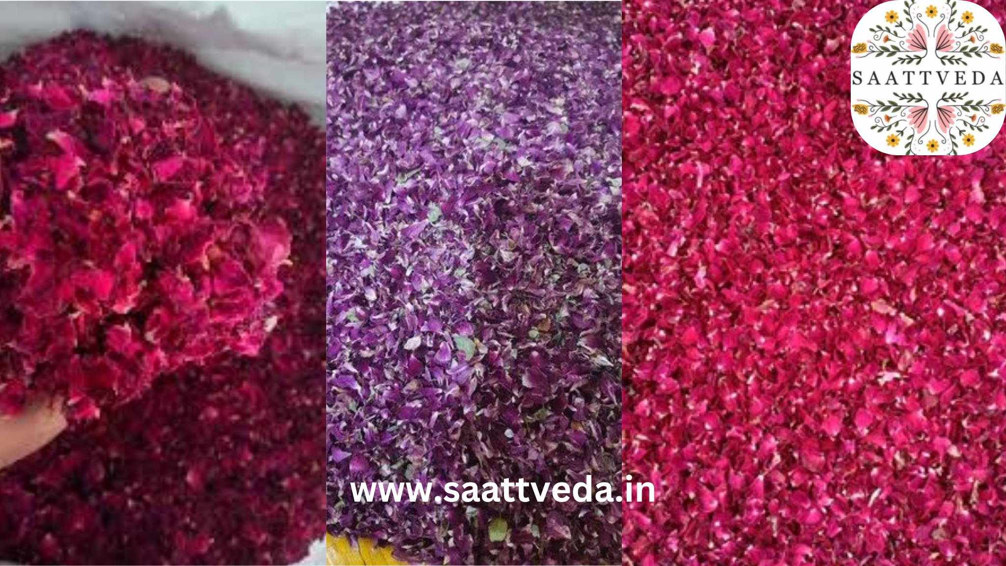 Best Dried Rose Petals Manufacturer in India
